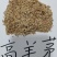 蓝标高羊茅，欧盟认证高品质草种，纯度与发芽率双高，出苗齐