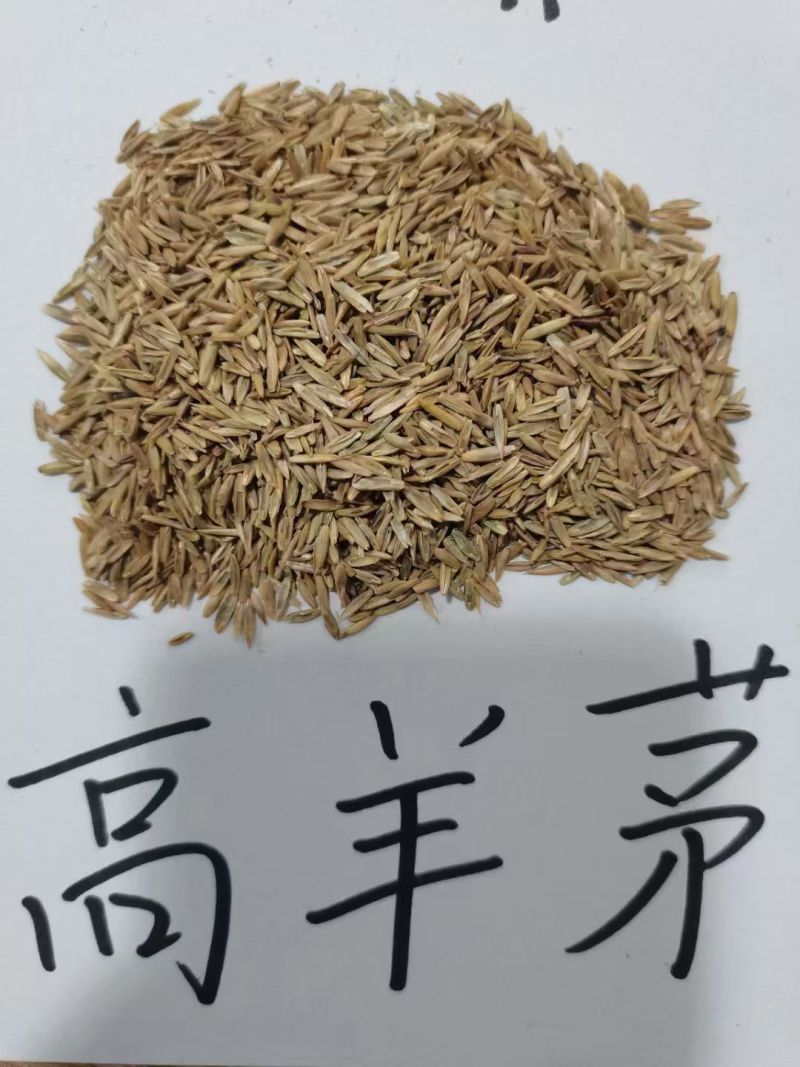 蓝标高羊茅，欧盟认证高品质草种，纯度与发芽率双高，出苗齐