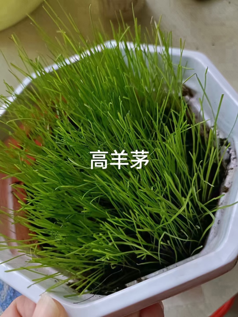 蓝标高羊茅，欧盟认证高品质草种，纯度与发芽率双高，出苗齐