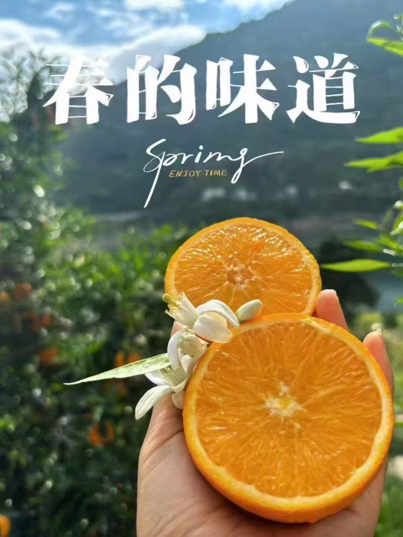 秭归伦晚产地直发，纯甜爆汁个大皮薄，一手货源