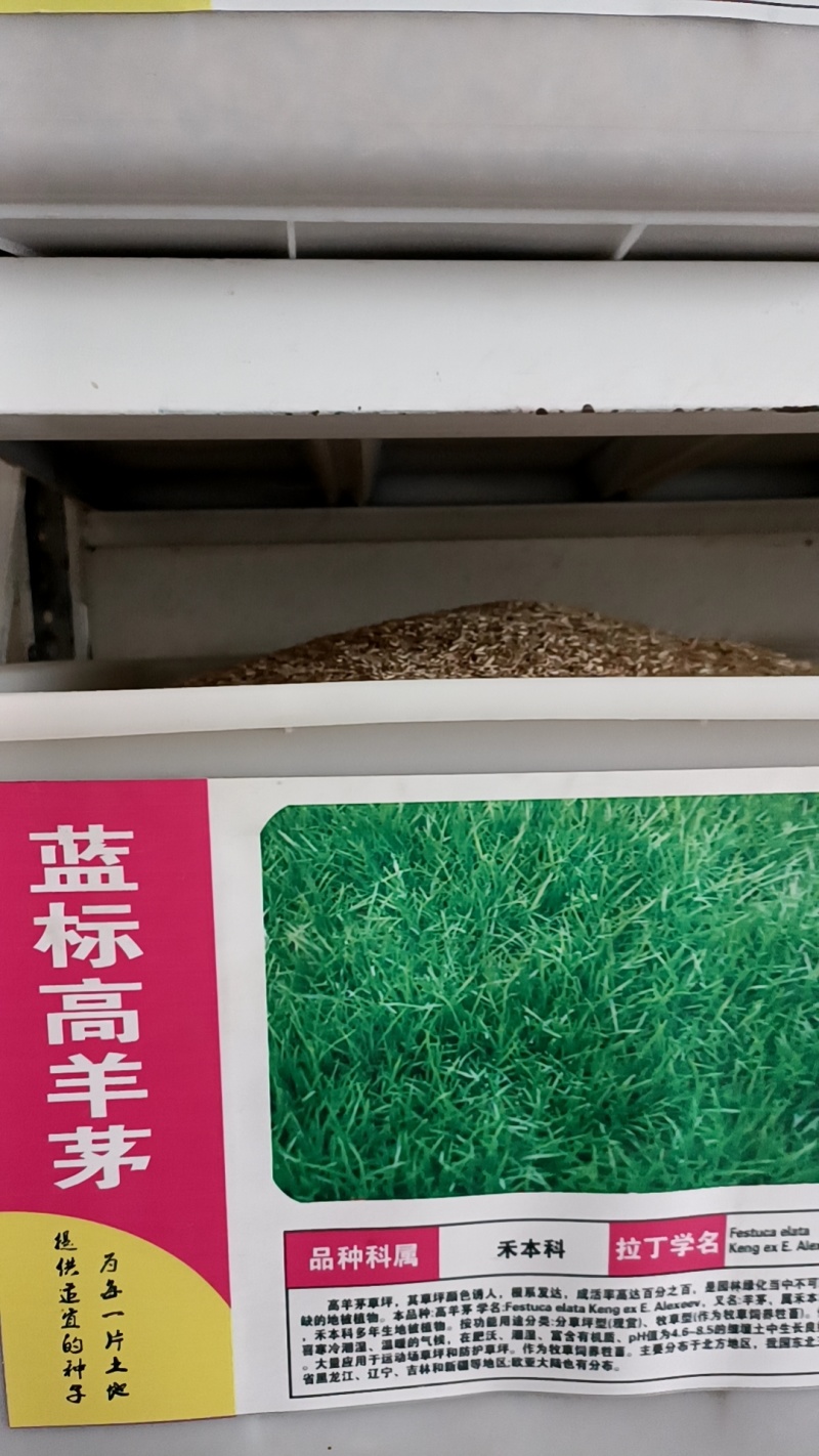 蓝标高羊茅，欧盟认证高品质草种，纯度与发芽率双高，出苗齐