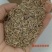 蓝标高羊茅，欧盟认证高品质草种，纯度与发芽率双高，出苗齐