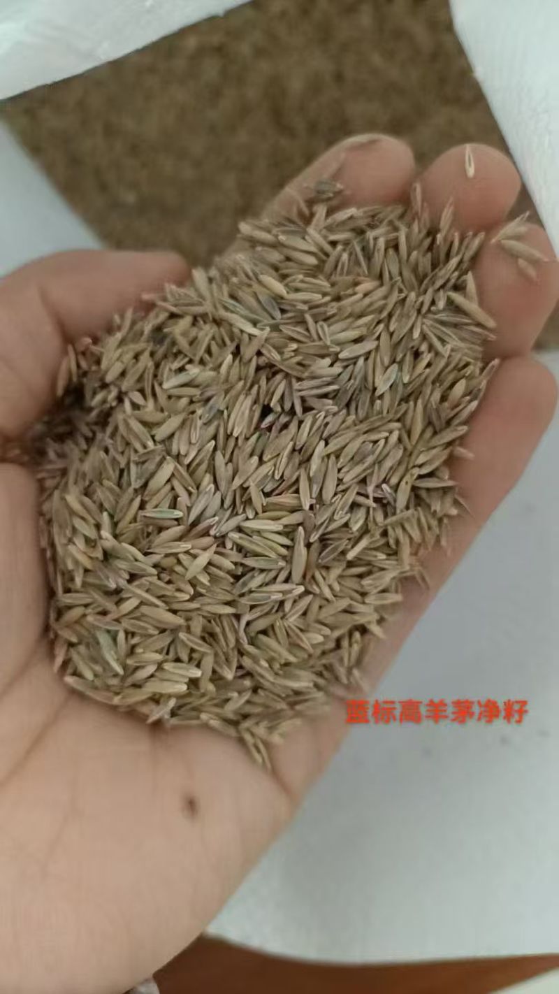 蓝标高羊茅，欧盟认证高品质草种，纯度与发芽率双高，出苗齐