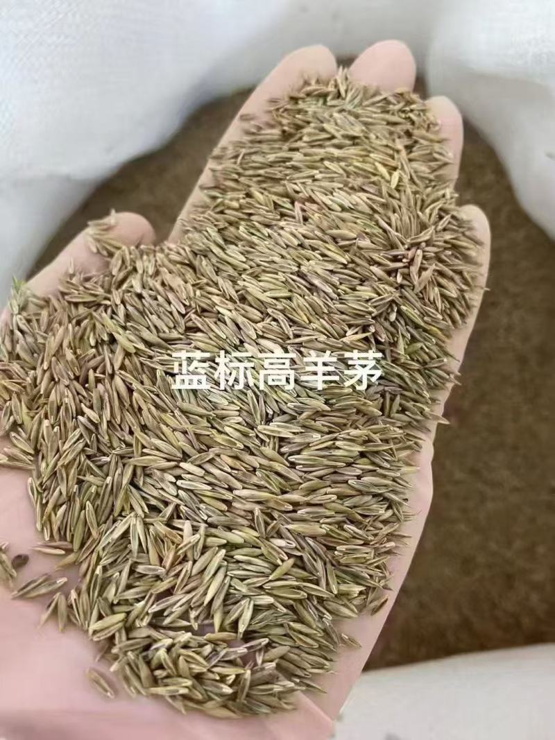 蓝标高羊茅，欧盟认证高品质草种，纯度与发芽率双高，出苗齐