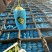 博洋甜瓜博洋72蜜源18蜜77凯蜜88社区团购，精品市场