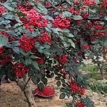 武都花椒