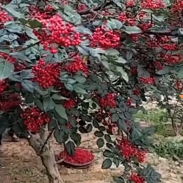 武都花椒