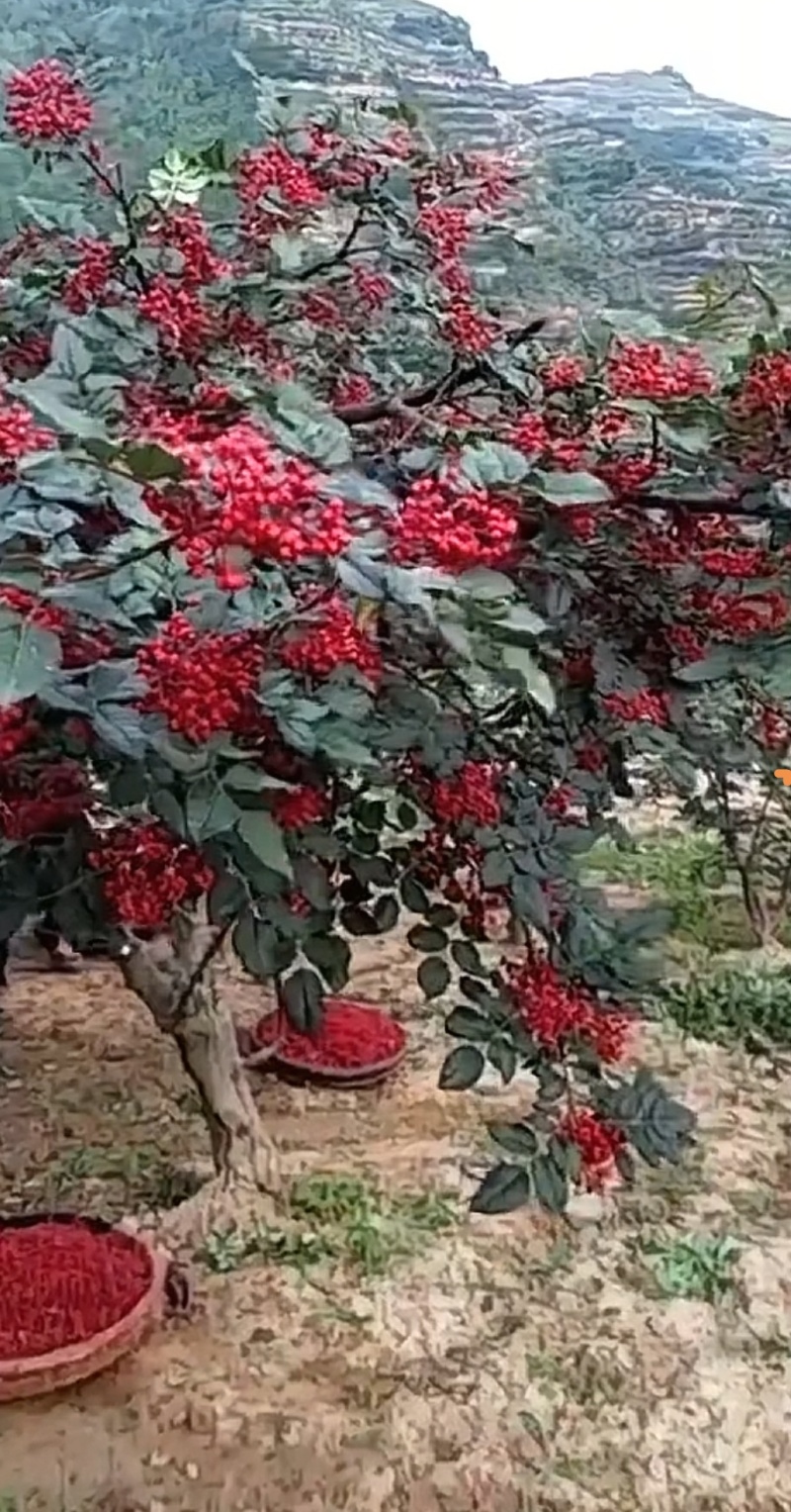 武都花椒