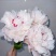 芍药