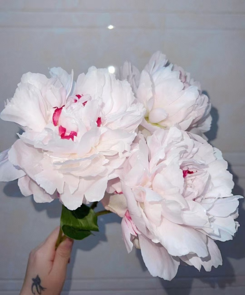 芍药