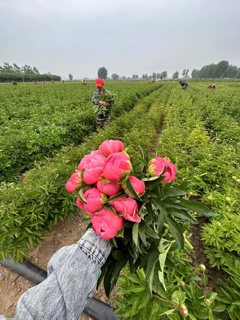 芍药