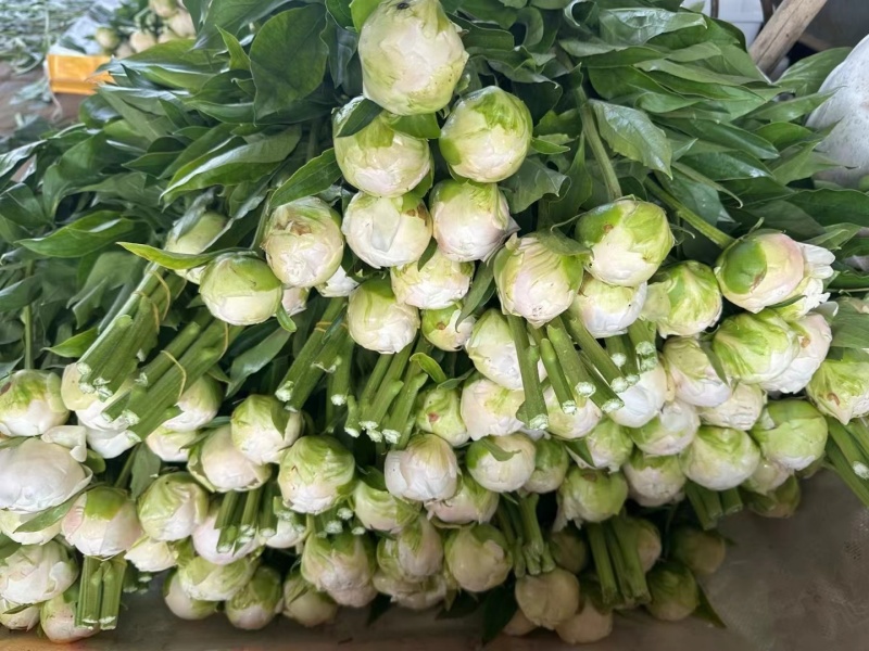 芍药