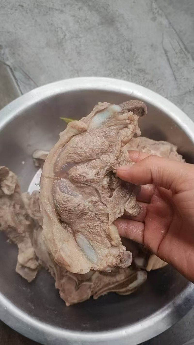羊蝴蝶骨