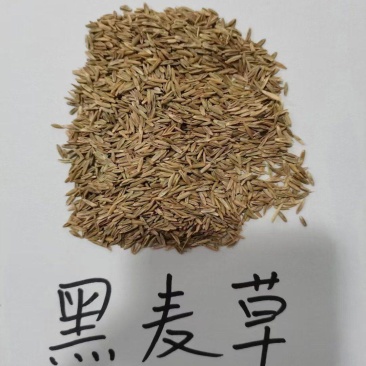 速生黑麦草，出苗快、成坪早。耐寒耐湿，四季青绿