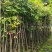 龙眼2-4分