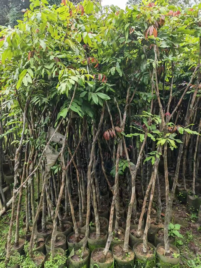 龙眼2-4分