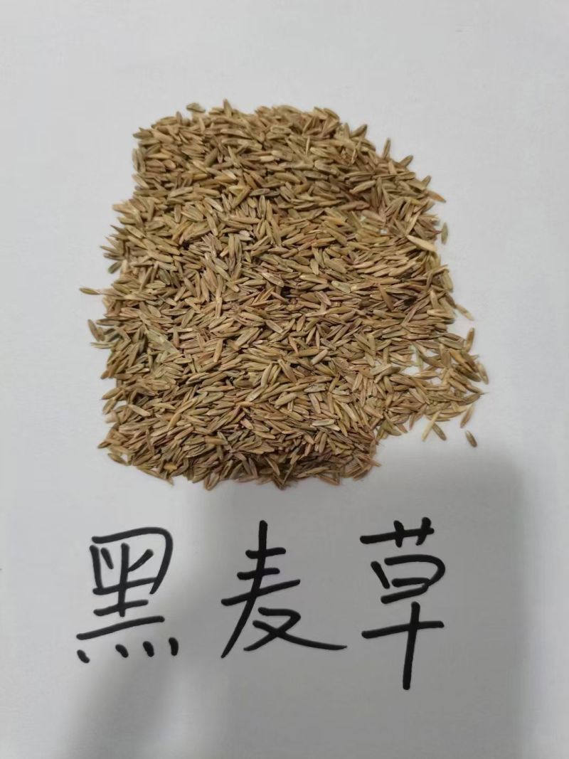 速生黑麦草，出苗快、成坪早。耐寒耐湿，四季青绿