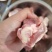 内蒙满肉羊棒骨