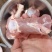内蒙满肉羊棒骨
