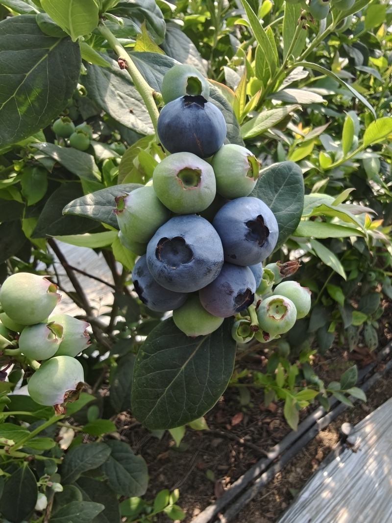 山东莒县蓝莓优瑞卡L25蓝莓大量有货基地直供品质优可视