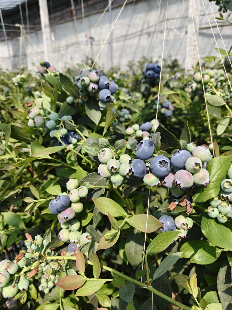 山东莒县蓝莓优瑞卡L25蓝莓大量有货基地直供品质优可视