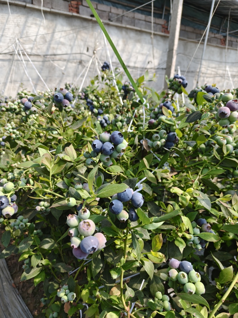 山东莒县蓝莓优瑞卡L25蓝莓大量有货基地直供品质优可视