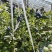 山东莒县蓝莓优瑞卡L25蓝莓大量有货基地直供品质优可视