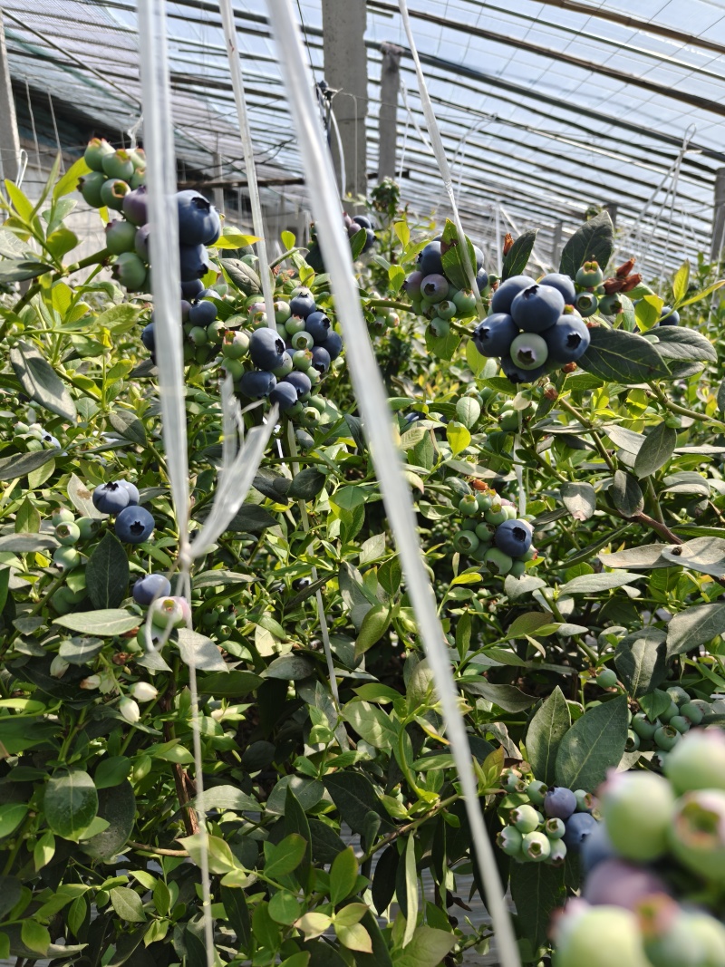 山东莒县蓝莓优瑞卡L25蓝莓大量有货基地直供品质优可视