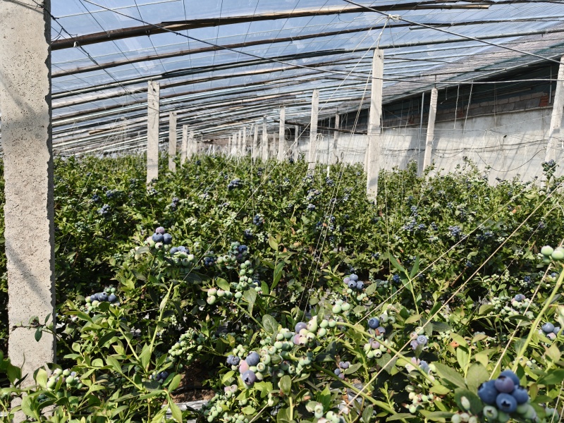 山东莒县蓝莓优瑞卡L25蓝莓大量有货基地直供品质优可视