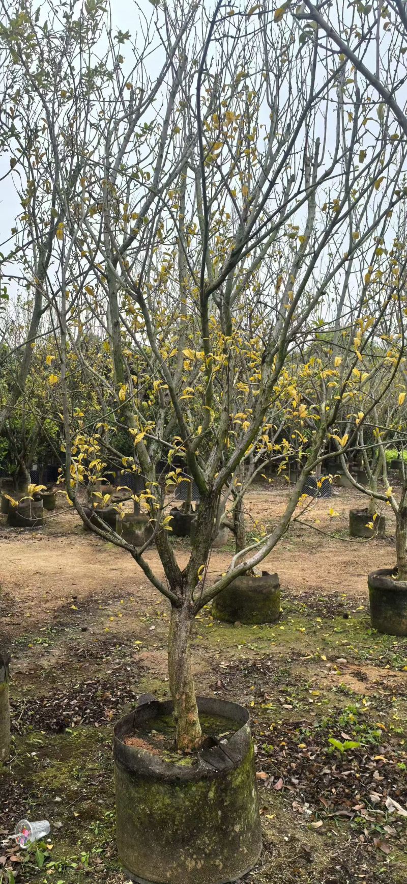 石榴树5-10分