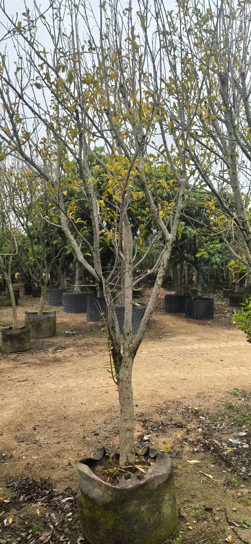 石榴树5-10分