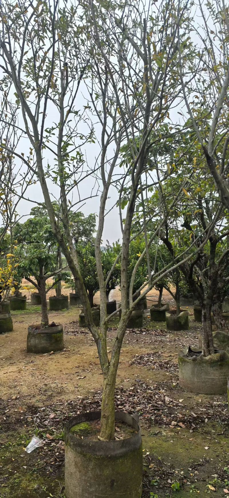 石榴树5-10分