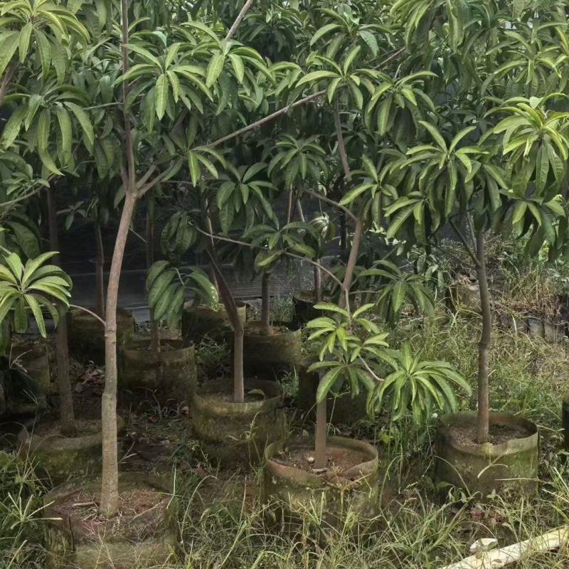 蛋黄果3-5公分
