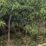 蛋黄果3-5公分
