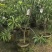 蛋黄果3-5公分