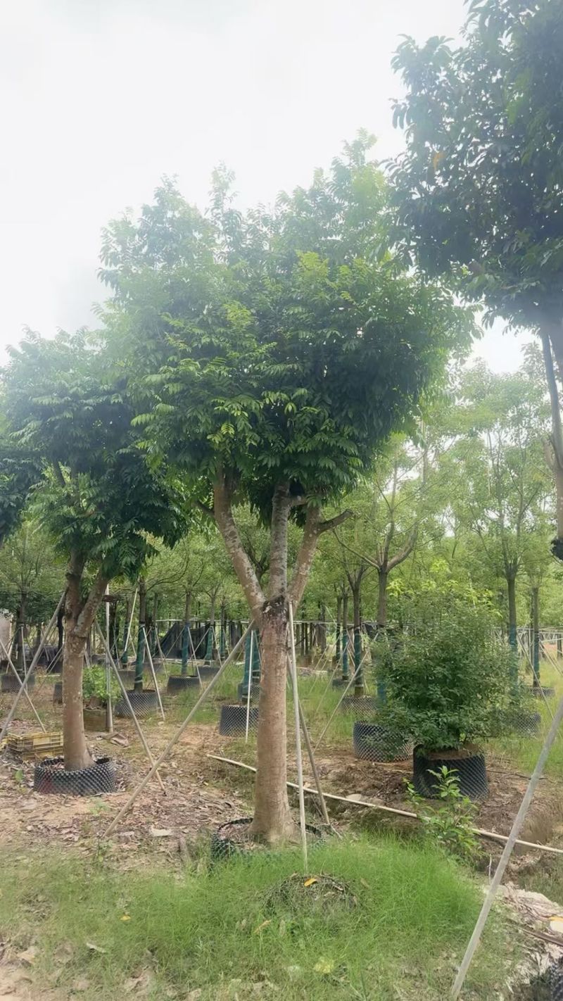 20-25分仁面子