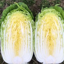 湖北荆门沙洋县精品黄心大白菜便宜了大量供应全国发货