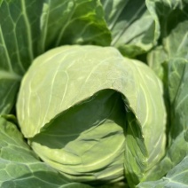 湖北荆门沙洋县圆包菜产地发货一手货源批发品质保证价格美丽