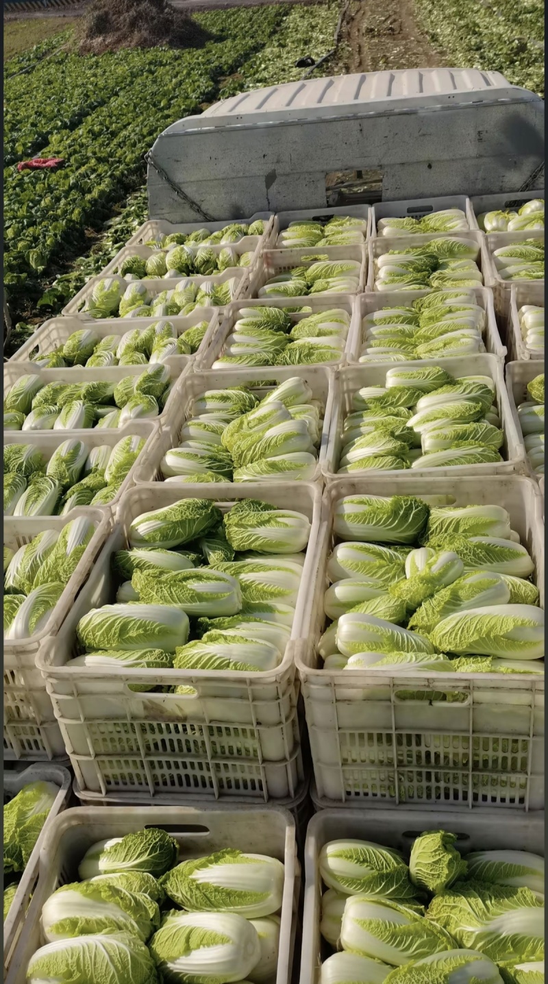 源头基地直供一手货源市场精品商超对接量大品优