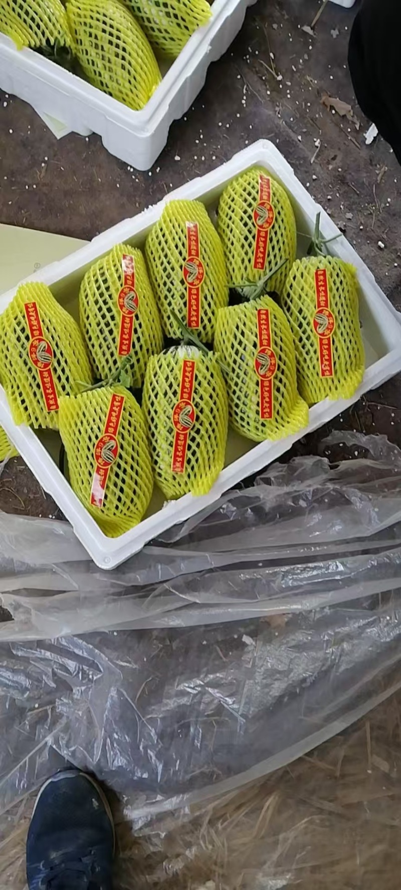 博洋甜瓜味道鲜美脆甜爽口大量有货