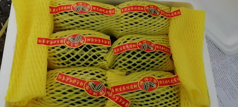 博洋甜瓜味道鲜美脆甜爽口大量有货