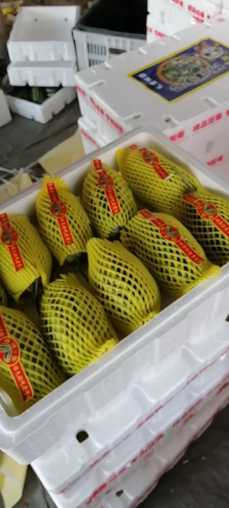 博洋甜瓜味道鲜美脆甜爽口大量有货