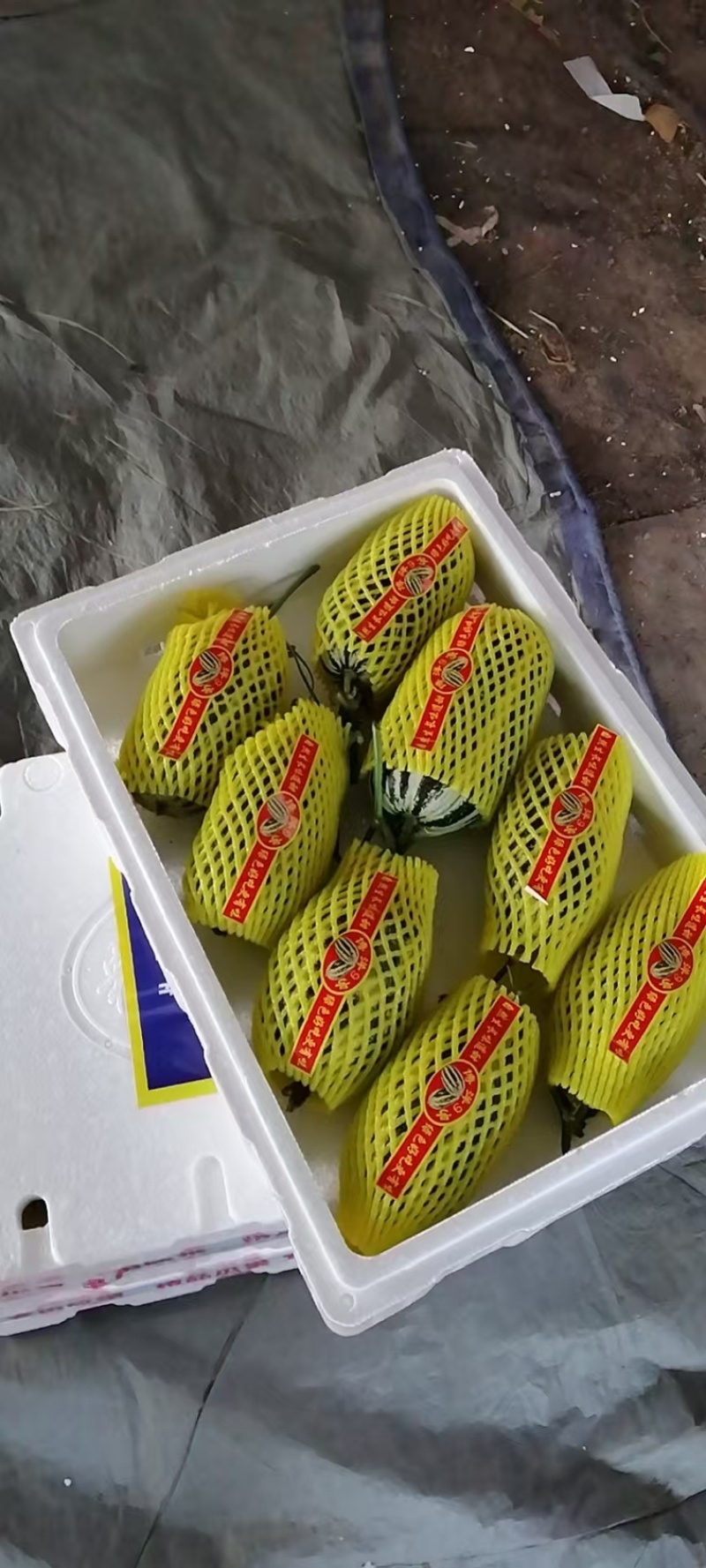 博洋甜瓜味道鲜美脆甜爽口大量有货