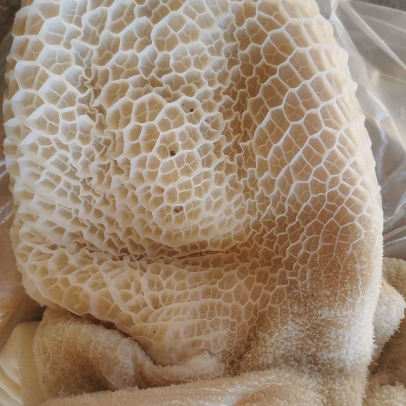 牛肚子生的
