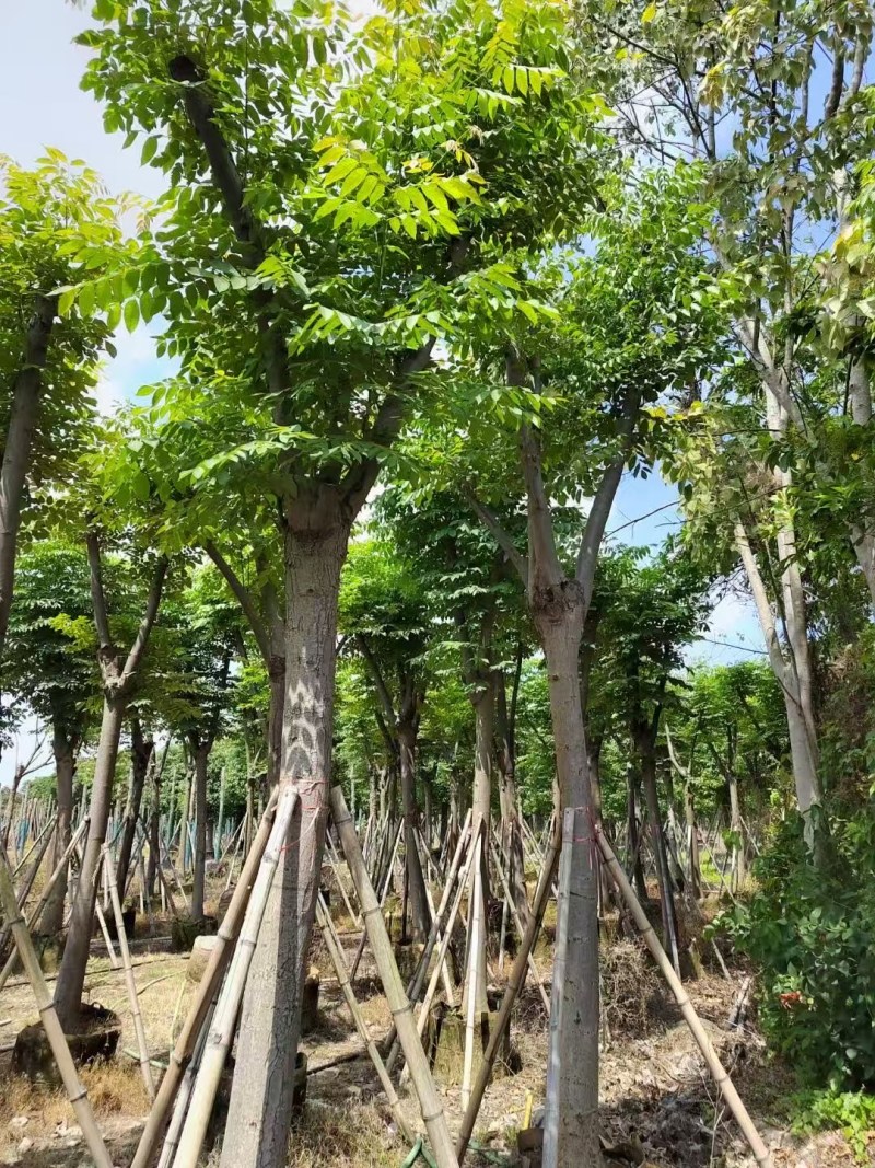 栾树12-15分