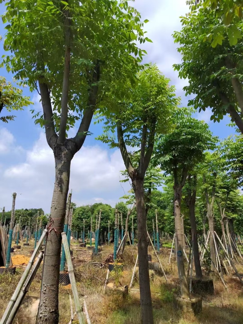 栾树12-15分