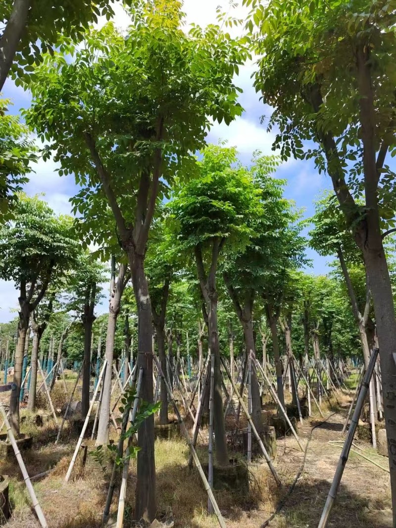 栾树12-15分
