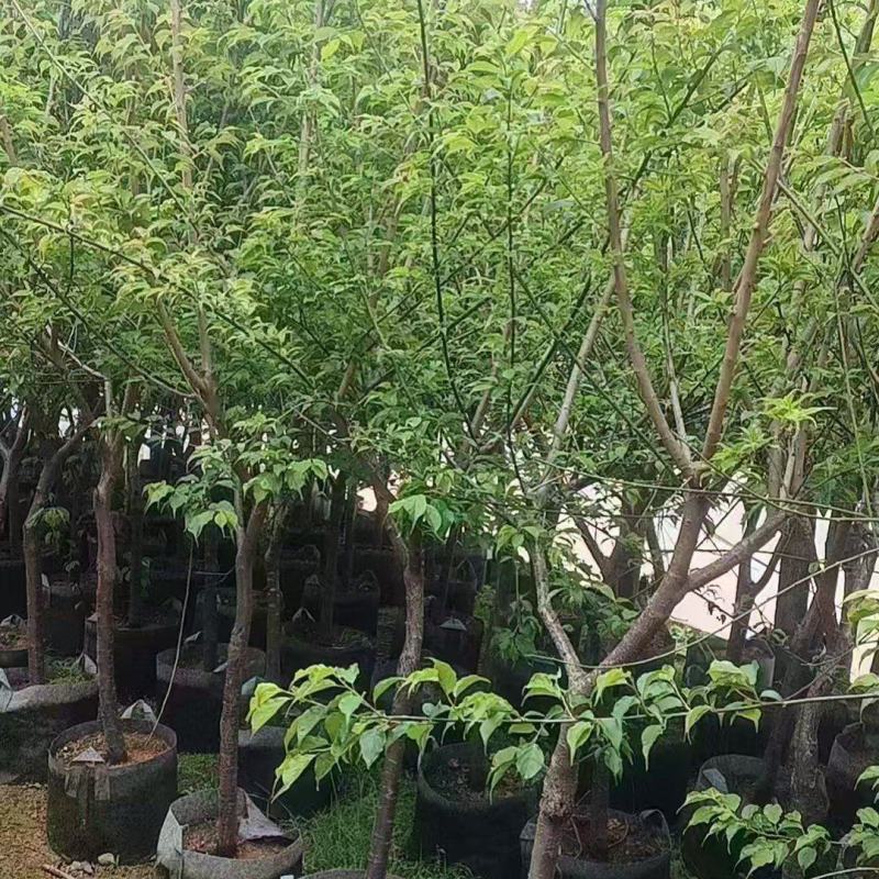 青梅2-3公分