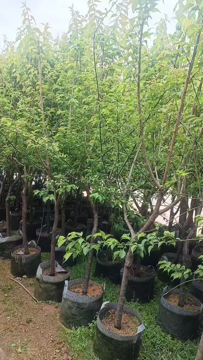 青梅2-3公分
