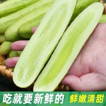 白玉黄瓜湖北黄瓜产地一手货源，规格齐全，量大从优价格可谈